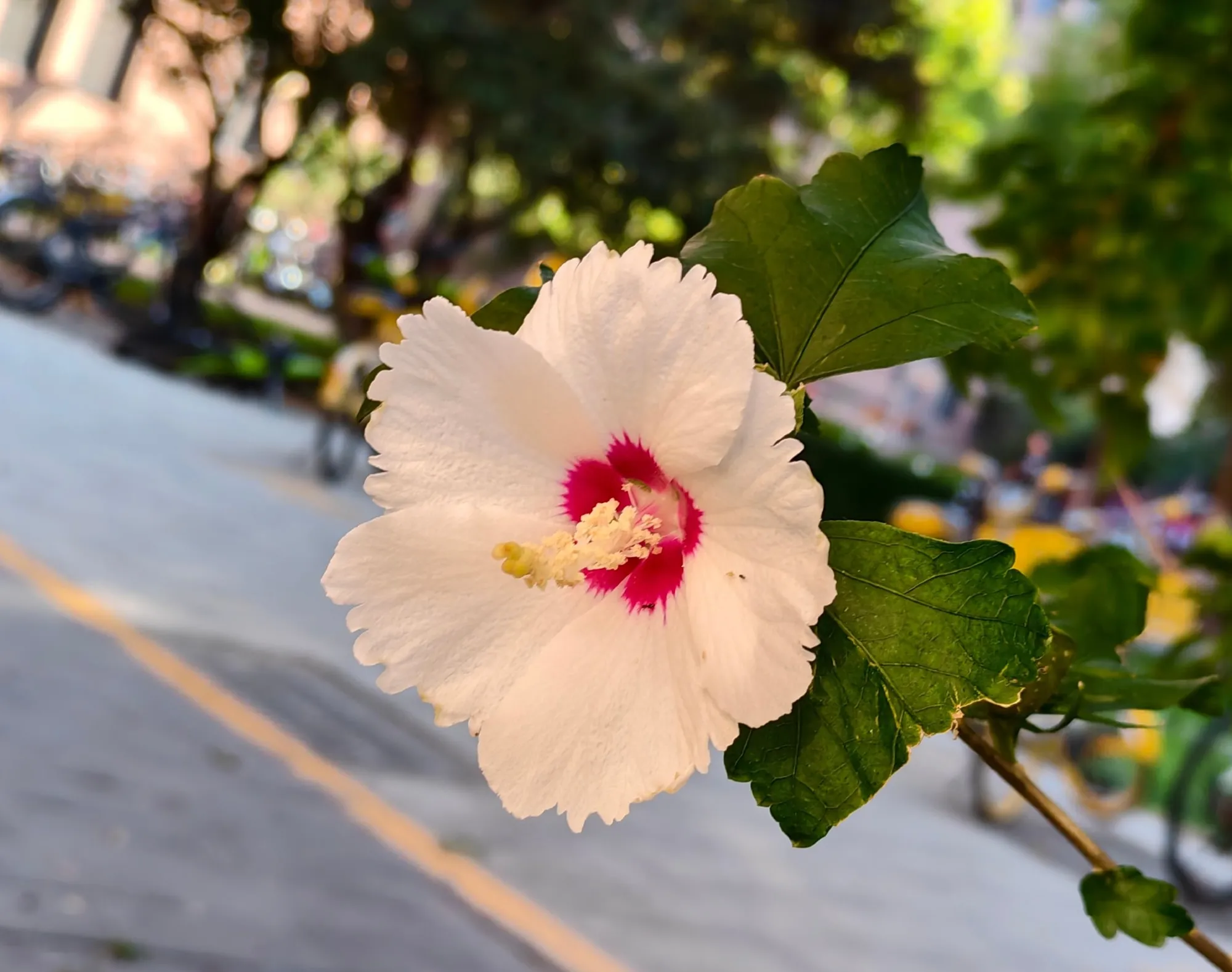 A white hibiscus with a crimson centre against a blurred street